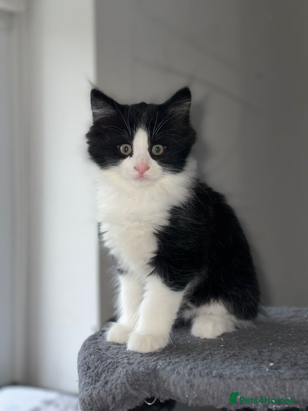 Mixed Breed cats for sale: 4 Maine coon kittens available now  - Advert 9