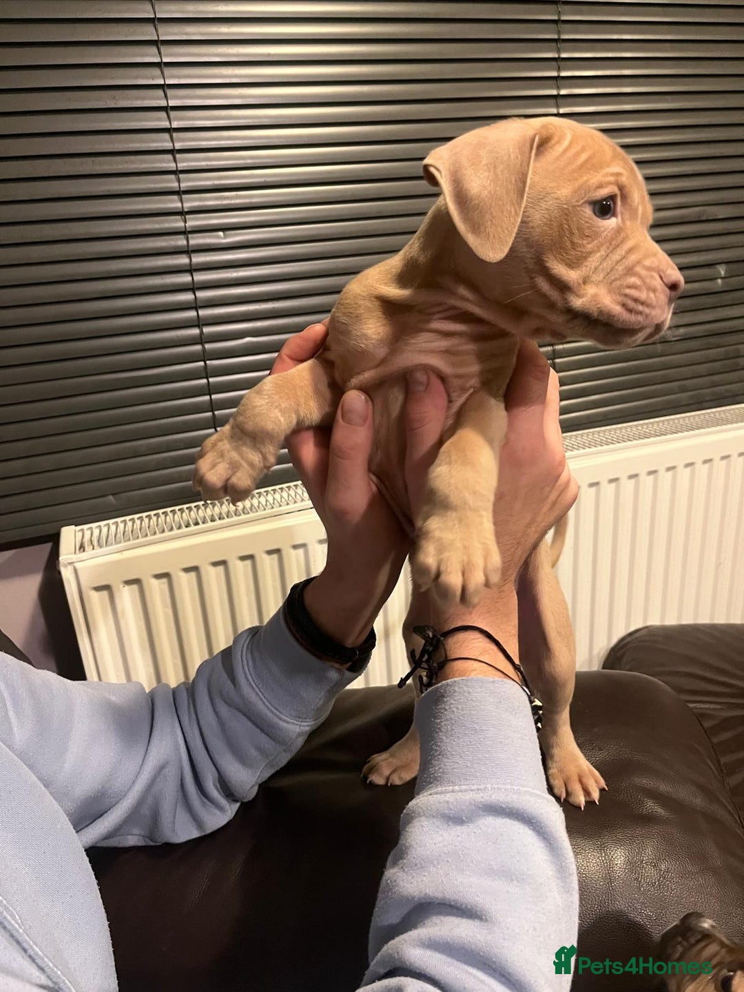 Mixed Breed dogs for sale: Boxer/Staff/Cane Corso Puppies for Sale - Advert 14