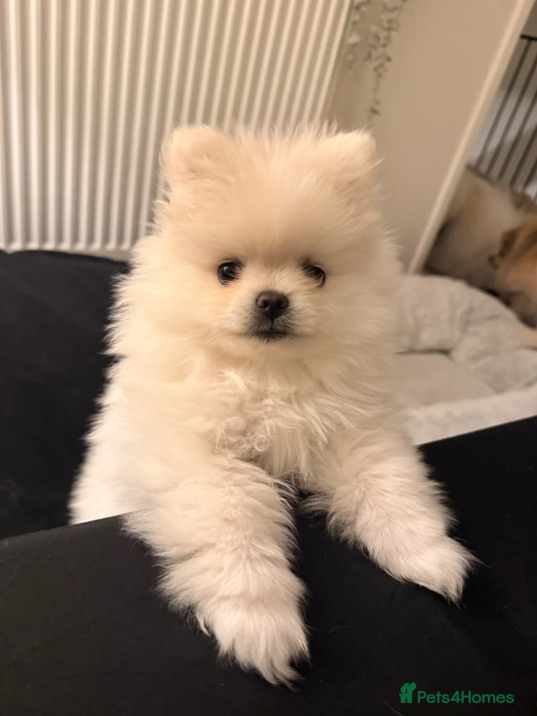Pomeranian dogs for sale: Stunning white bear face Pomeranian girl £3000 - Advert 2