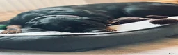 Rottweiler dogs for sale: Beautiful Rottweiler for Rehoming  - Advert 4