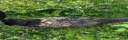Chickens poultry for sale: Chicks, chickens, hatching eggs silkies Aracuanas - Advert 10