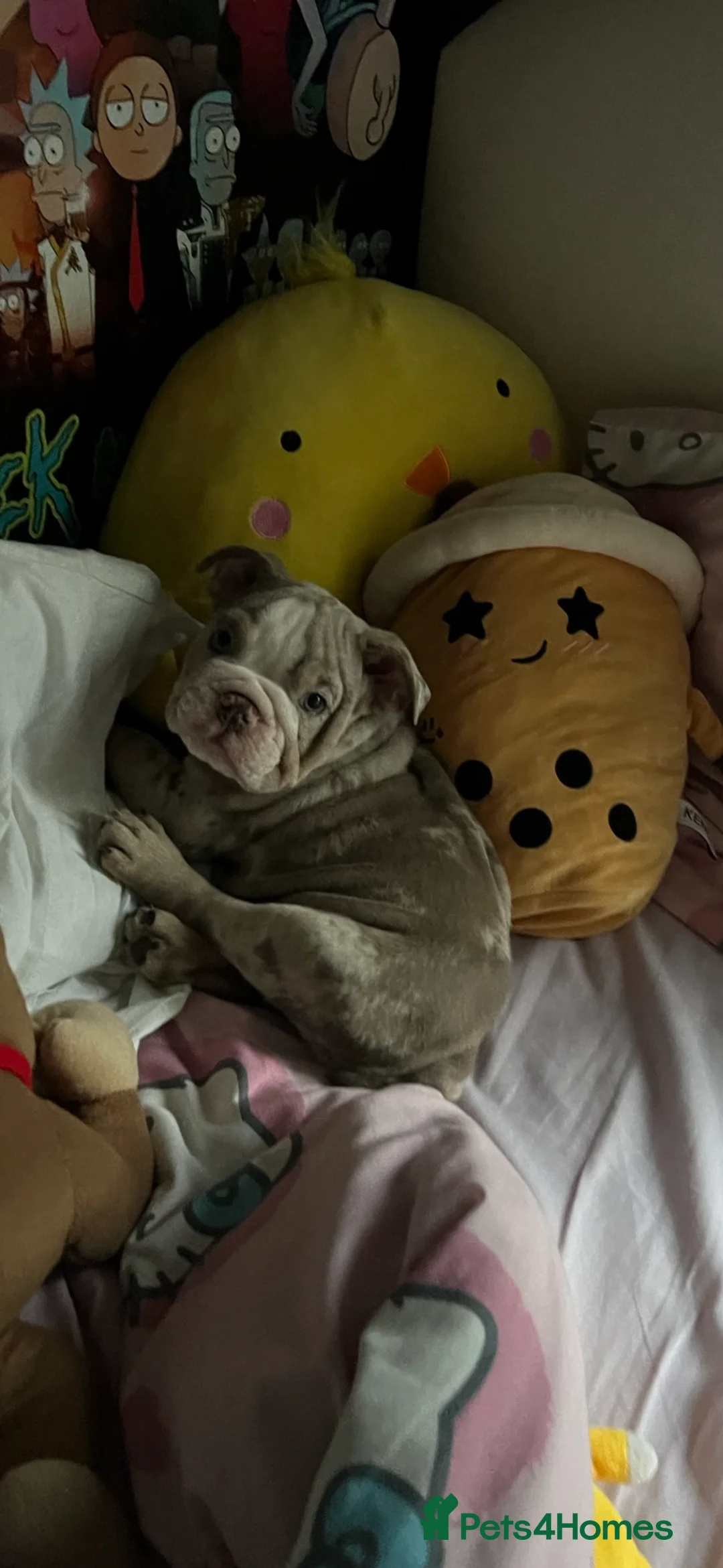 English Bulldog dogs for sale: Tiny Paws, Big Hearts – English Bulldog Puppies - Advert 8