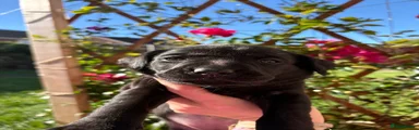 Labrador Retriever 4
