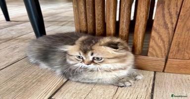 Scottish Fold cats - Advert 5