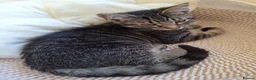 Mixed Breed cats for sale: Lovely little Female 17 week old Tabby kitten in Beaminster - Advert 15