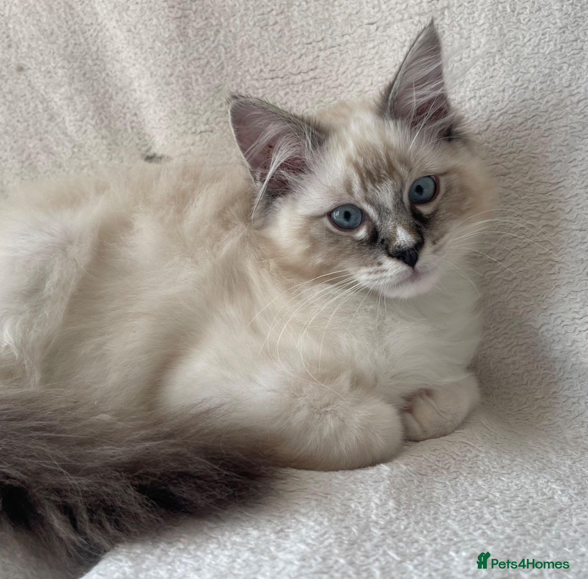Ragdoll cats TICA Registered Males Available  - Advert 1