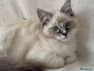 Ragdoll cats TICA Registered Males Available - Advert 1