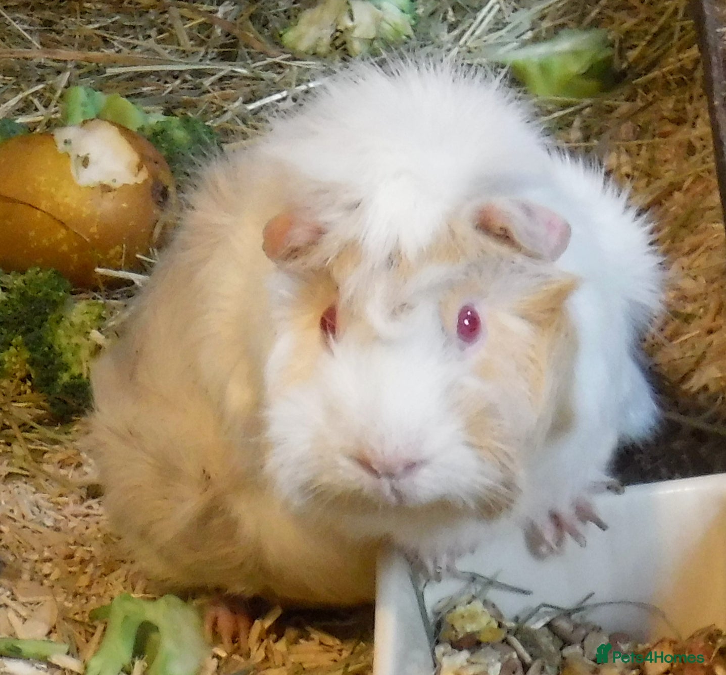 Guinea Pig rodents Two Elderly Female Guinea Pigs, Bolton/Wigan Area - Advert 12