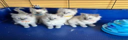 Ragdoll cats for sale: GCCF Ragdoll 🏆Champion Bloodline🌟5-Gen Pedigrees - Advert 12