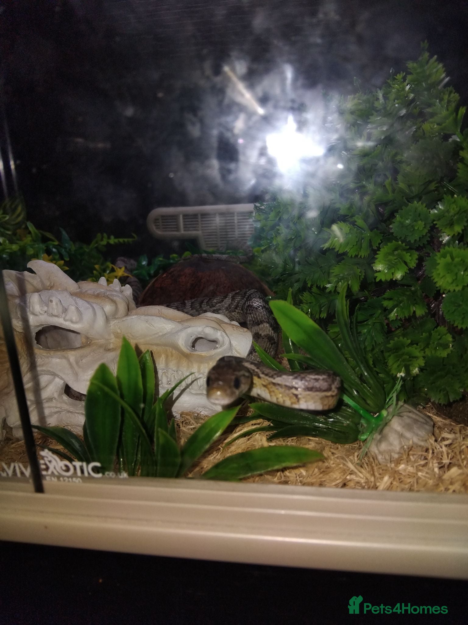 Corn Snake reptiles 2 corn snakes with 2 set ups - Advert 2