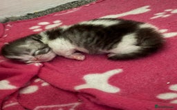 Persian cats for sale: Persian chinchilla kitten  - Image 32