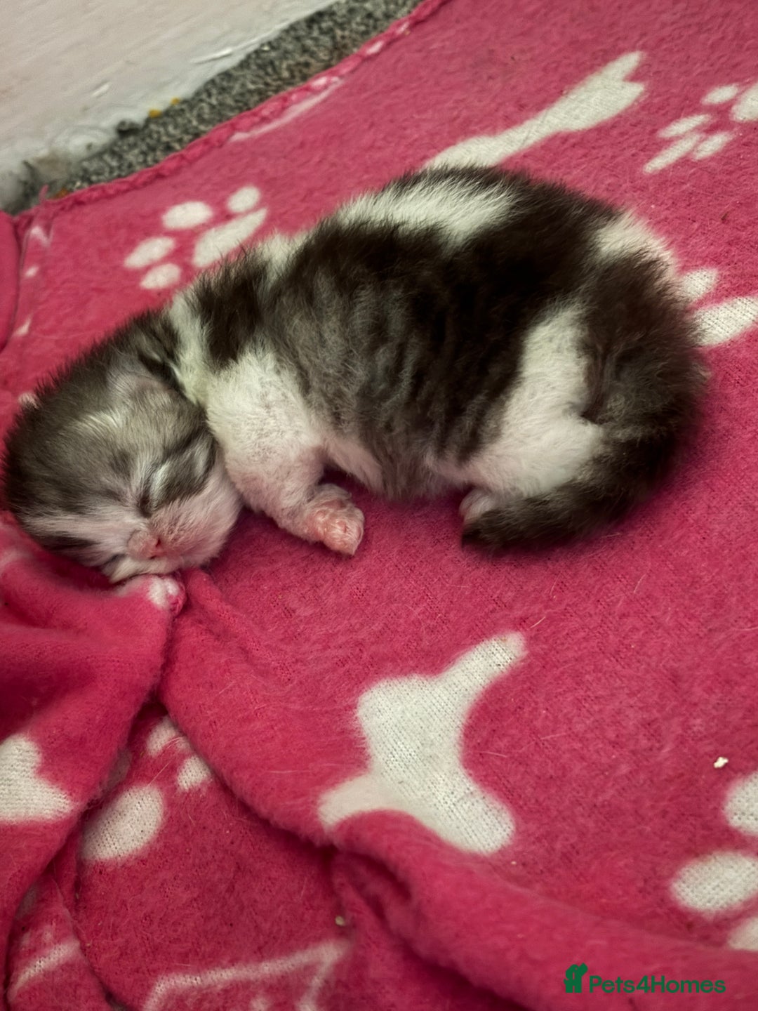 Persian cats for sale: Persian chinchilla kitten  - Image 32