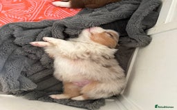 Australian Shepherd dogs for sale: Beautiful Australian Shepherd Puppies, 4 week old. - Image 9