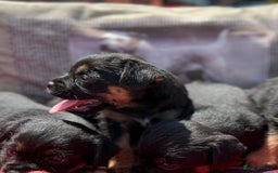 Border Terrier dogs for sale: Beautiful border terrier pups for sale In Kent - Image 8