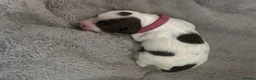 English Springer Spaniel dogs for sale: RKC English Springer Spaniel  - Advert 21