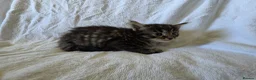 Persian cats for sale: Fluffy Perisan Kittens looking for Forever Homes in Edinburgh - Advert 7