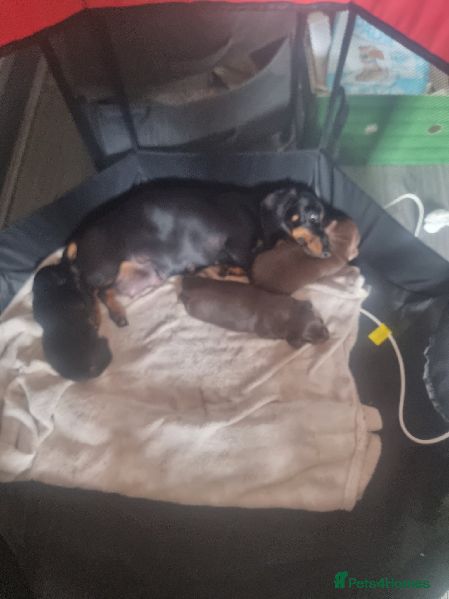 Miniature Dachshund dogs for sale: Long haired mini Dachshund chocolate/tan pointers in Sheffield - Advert 10