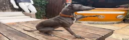 Italian Greyhound dogs for stud: Blue Italian Greyhound Available for Stud - KC Reg - Advert 5