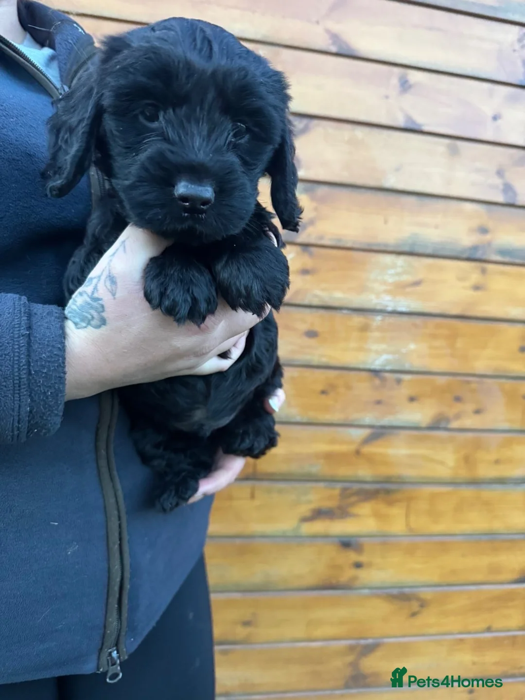 Cockapoo dogs for sale: Beautiful f1b cockapoo’s   in Dereham - Advert 2