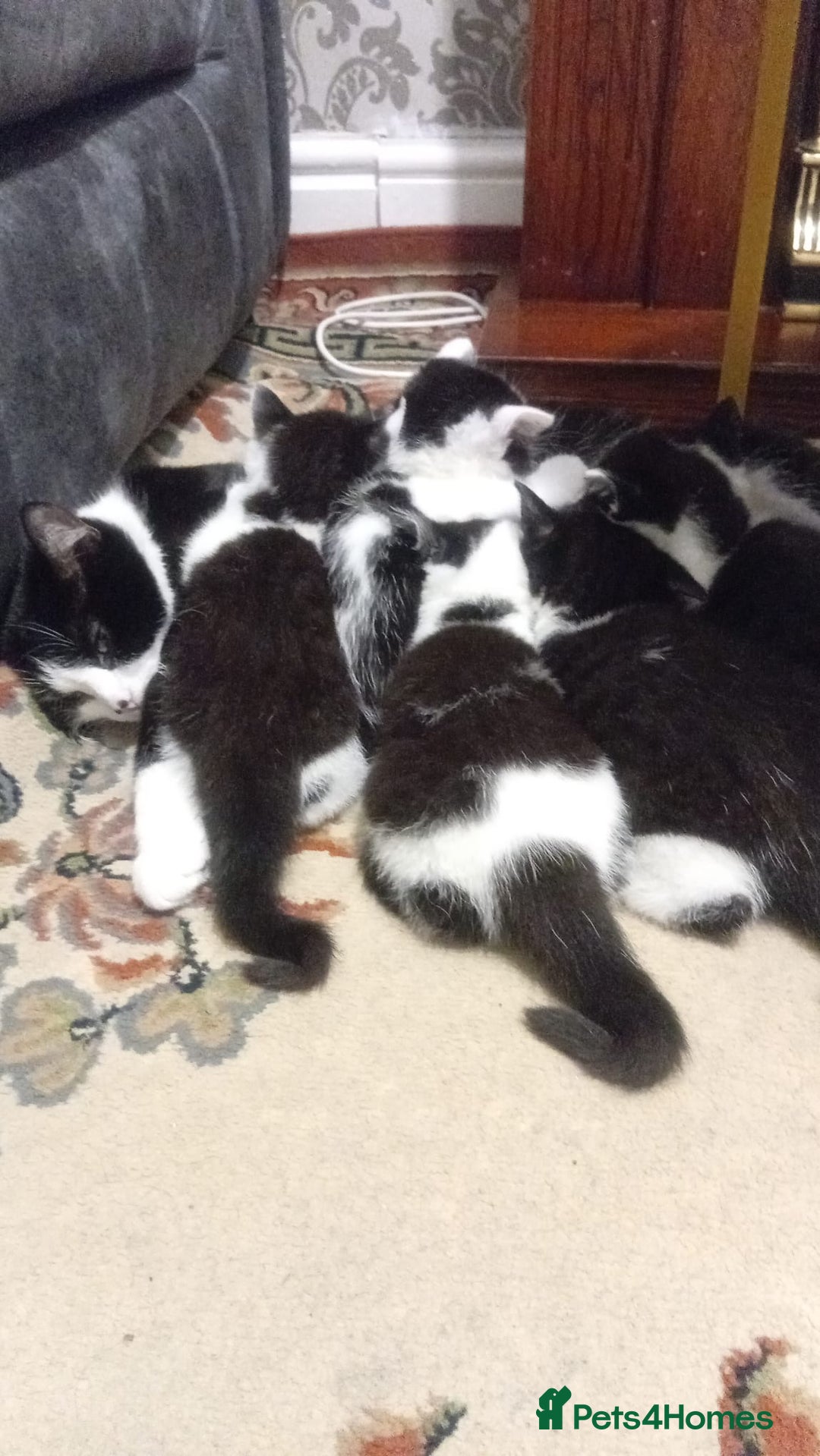 British Shorthair cats for sale: Black and white cat - Advert 2