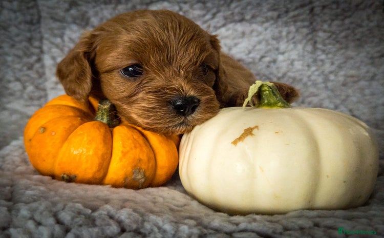 Cavapoo dogs - Advert 2