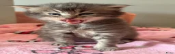Maine Coon cats for sale: Gorgeous full breed Mainecoon kittens ready may 20 - Advert 18