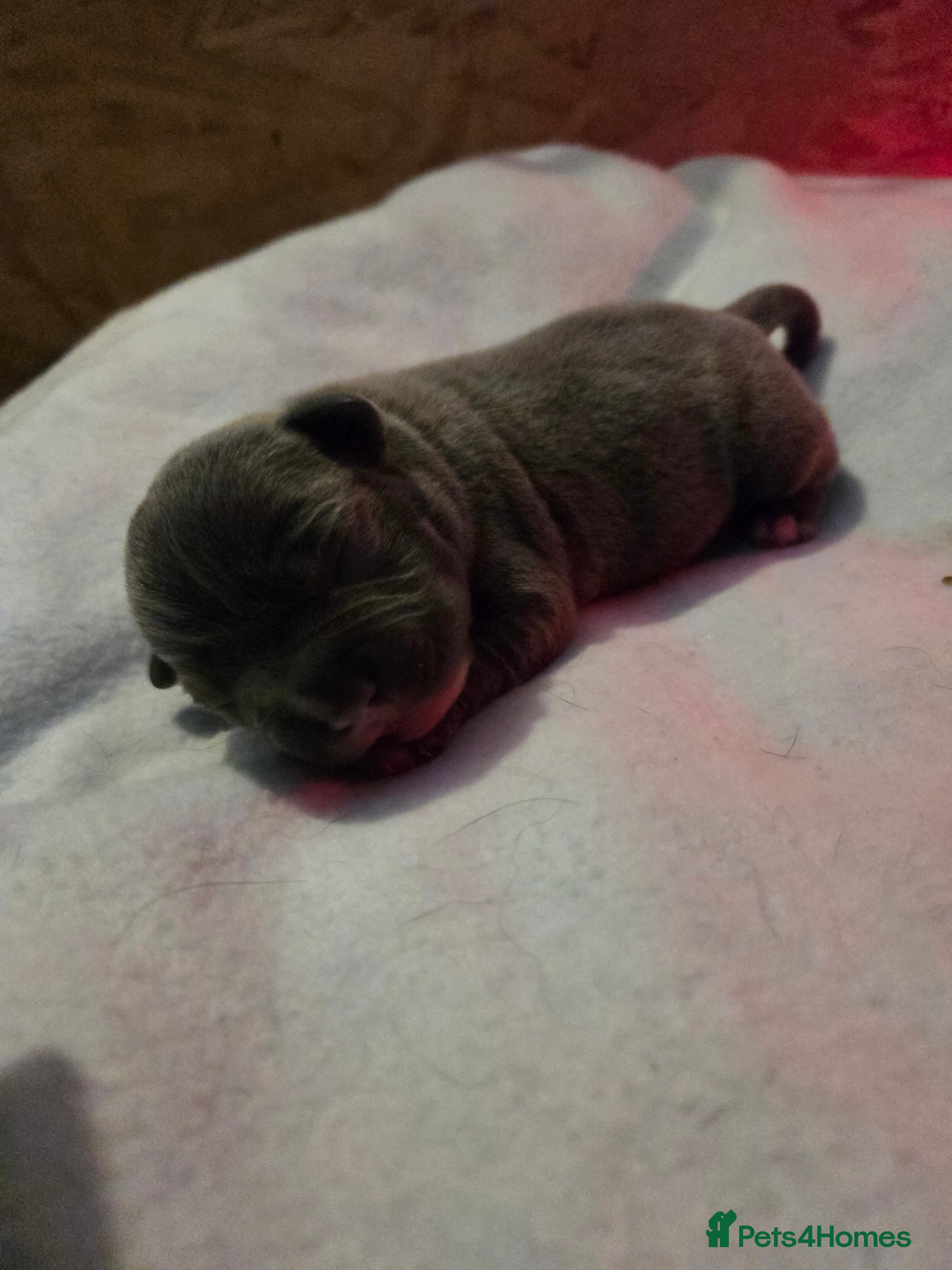 Staffordshire Bull Terrier dogs Beutiful Staffordshire pups - Advert 2