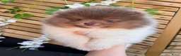 Pomeranian dogs for sale: Pomeranian puppys ready now  - Advert 14