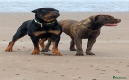 Rottweiler dogs for stud: For Stud  - Image 4