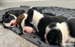 Boston Terrier dogs for sale: Beautiful Chunky KC Boston Terrier Puppies - Image 16