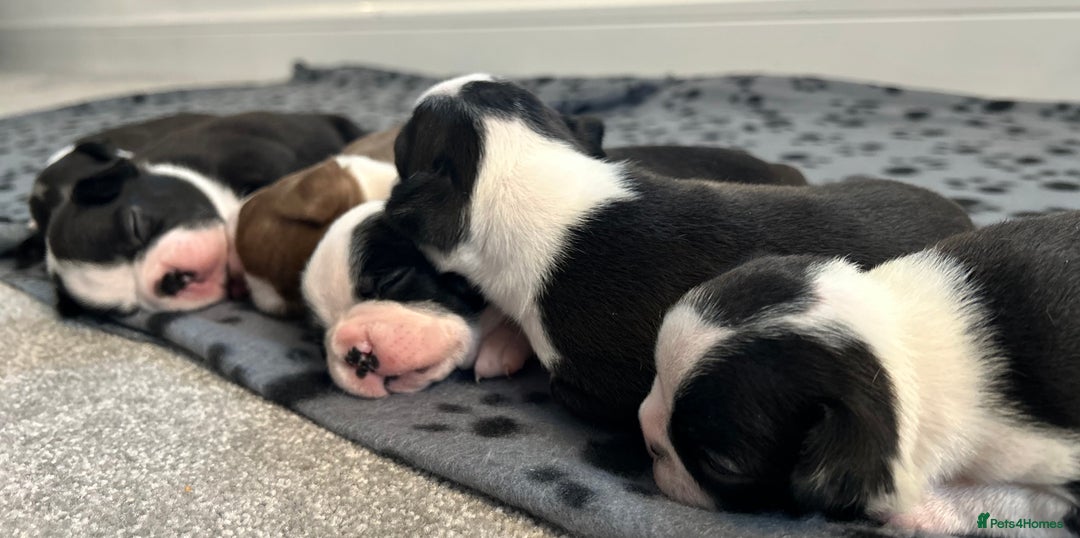 Boston Terrier dogs for sale: Beautiful Chunky KC Boston Terrier Puppies - Image 16