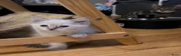 Ragdoll cats for sale: Discover the Wonder of Cherubim Ragdoll Kittens - Advert 9