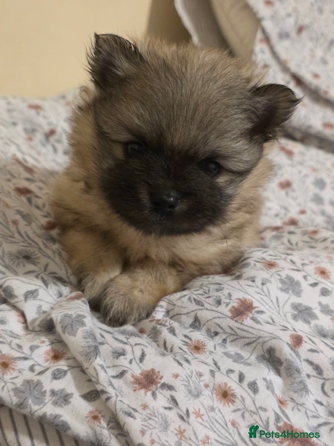 Pomeranian dogs for sale: Hello - Advert 30