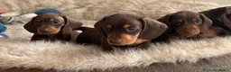 Miniature Dachshund dogs for stud: FOR STUD PROVEN KCreg Choc & tan mini Dachshund in Sunderland - Advert 27