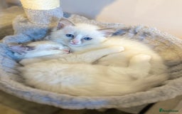 Ragdoll cats for sale: Stunning TICA reg Flame/Cream Boy - Image 35