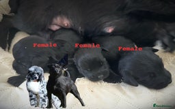 Mixed Breed dogs for sale: Council approved 5⭐️licensed breeder  - Image 4