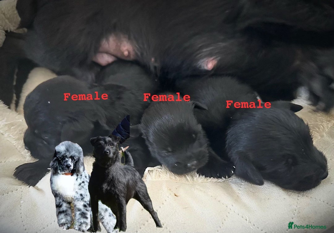 Mixed Breed dogs for sale: Council approved 5⭐️licensed breeder  - Image 4