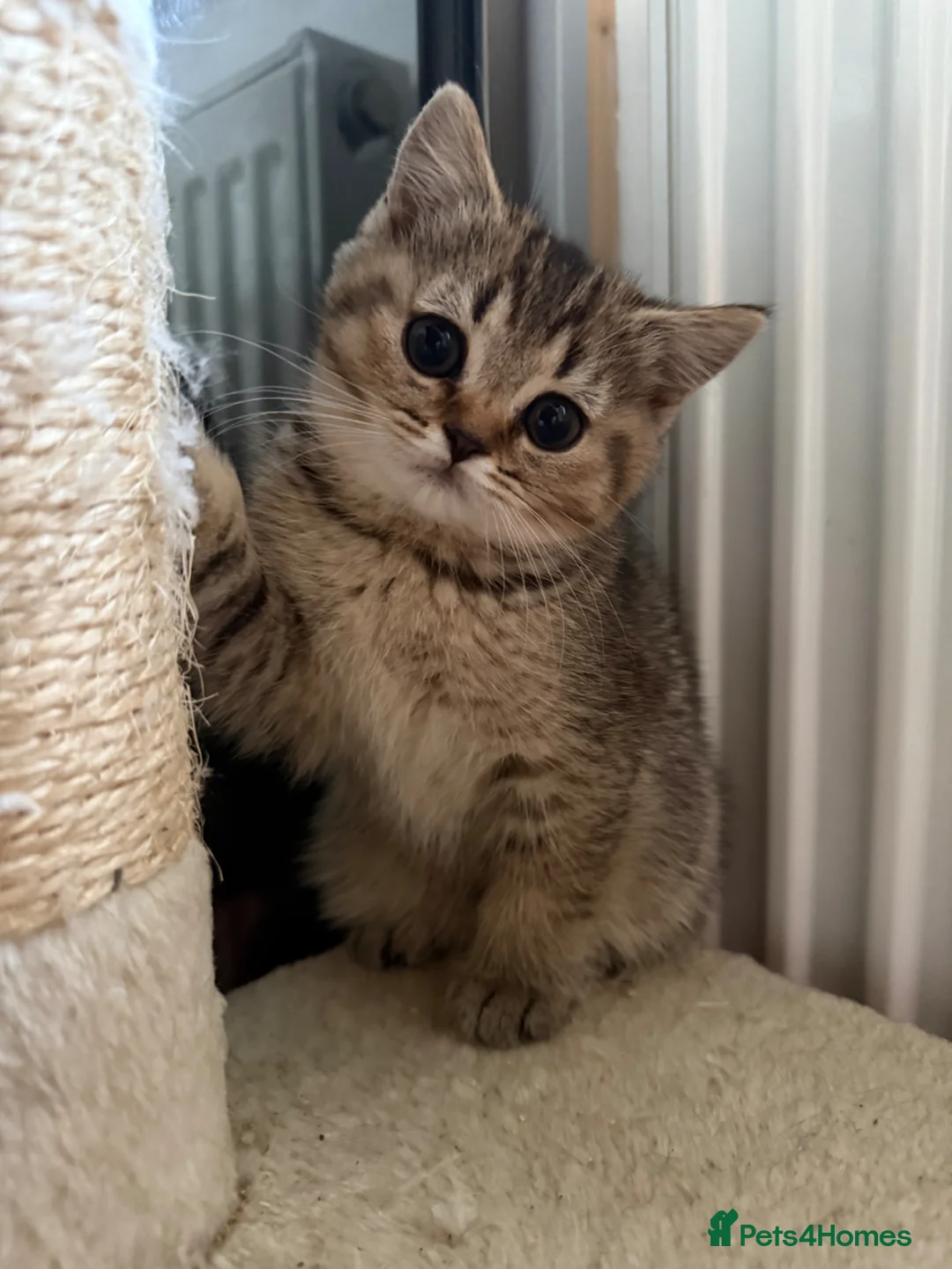 Scottish Fold cats for sale: Last girl left ready to leave 🥰🥰 - Advert 1