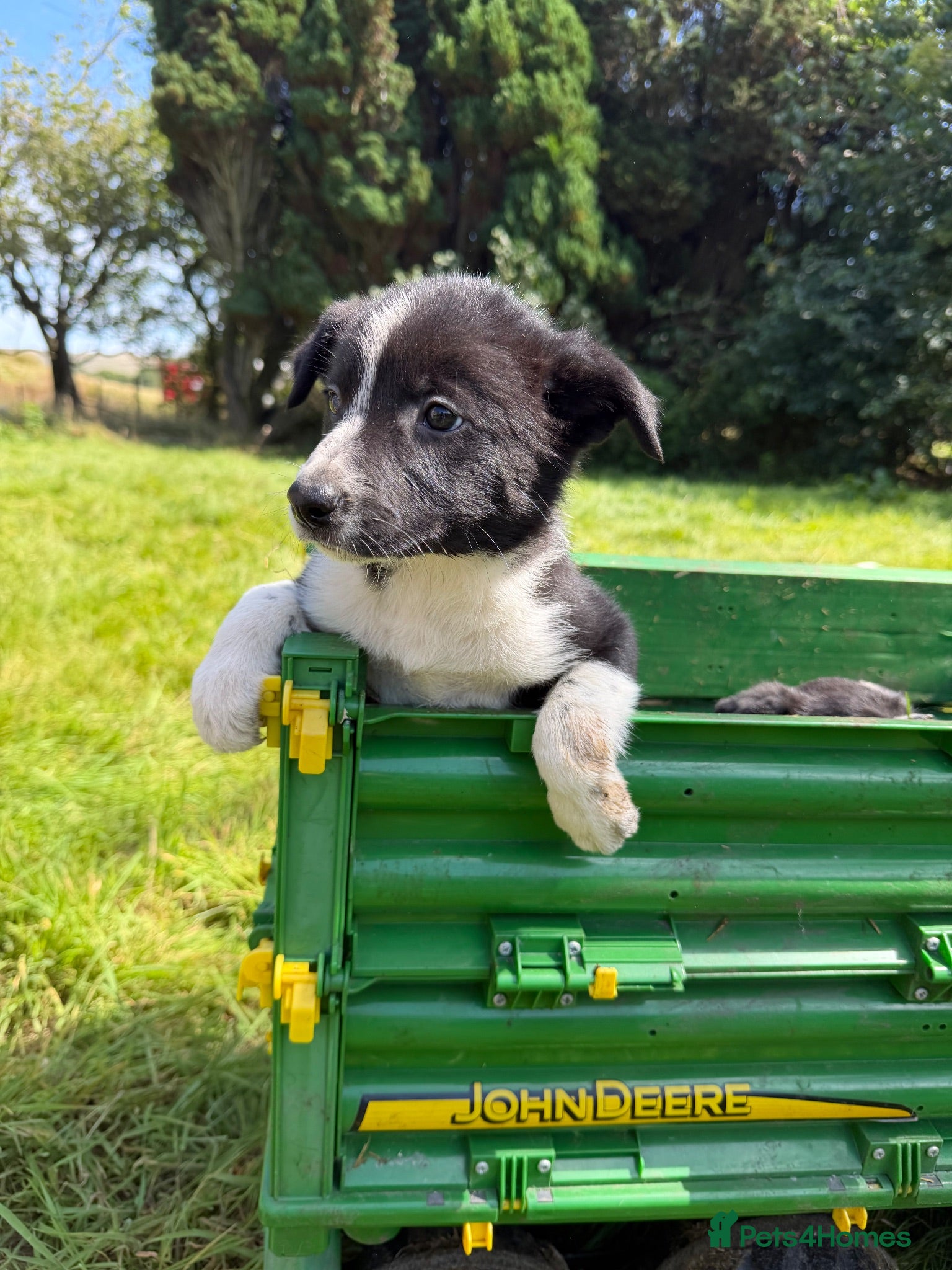 Border Collie dogs 3 Left - 4 Beautiful Border Collie Pups  - Advert 18