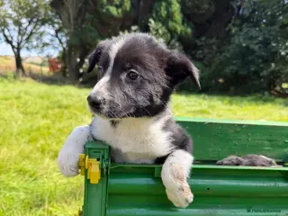 Border Collie dogs 1 Left Beautiful Border Collie Pups - Advert 4