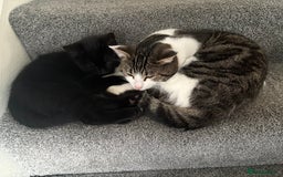 Ragdoll cats for sale: Ragdoll kitten - Advert 4