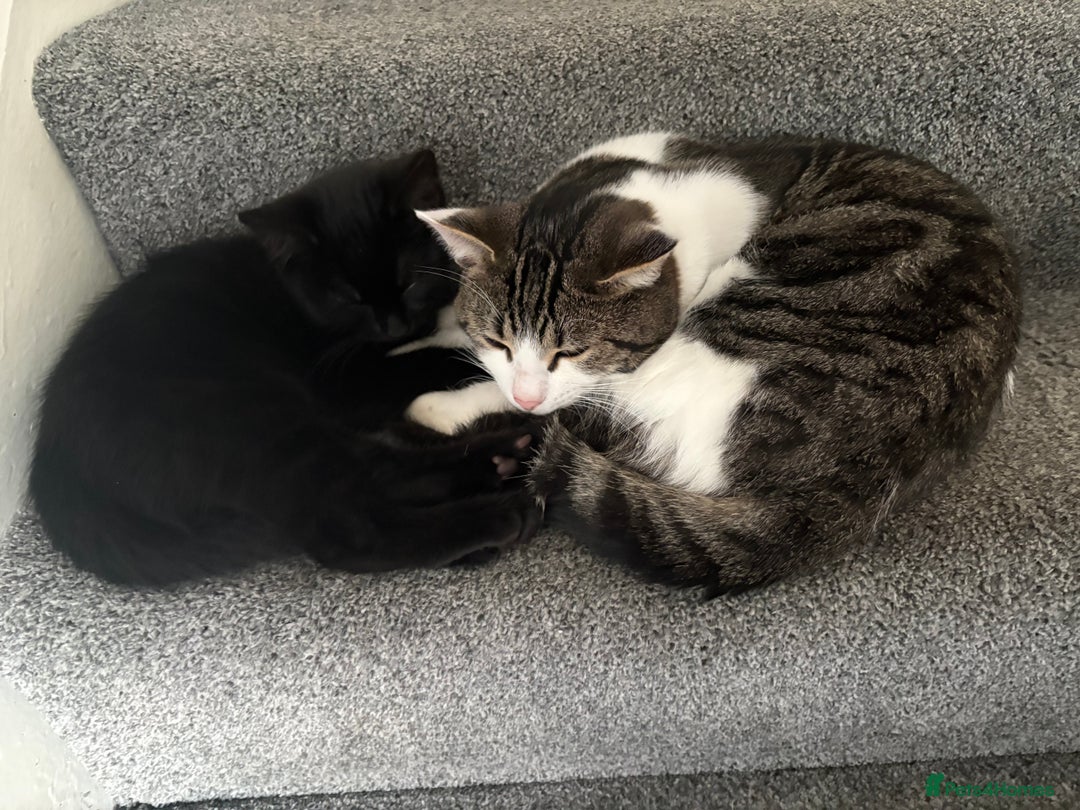 Ragdoll cats for sale: Ragdoll kitten - Advert 4