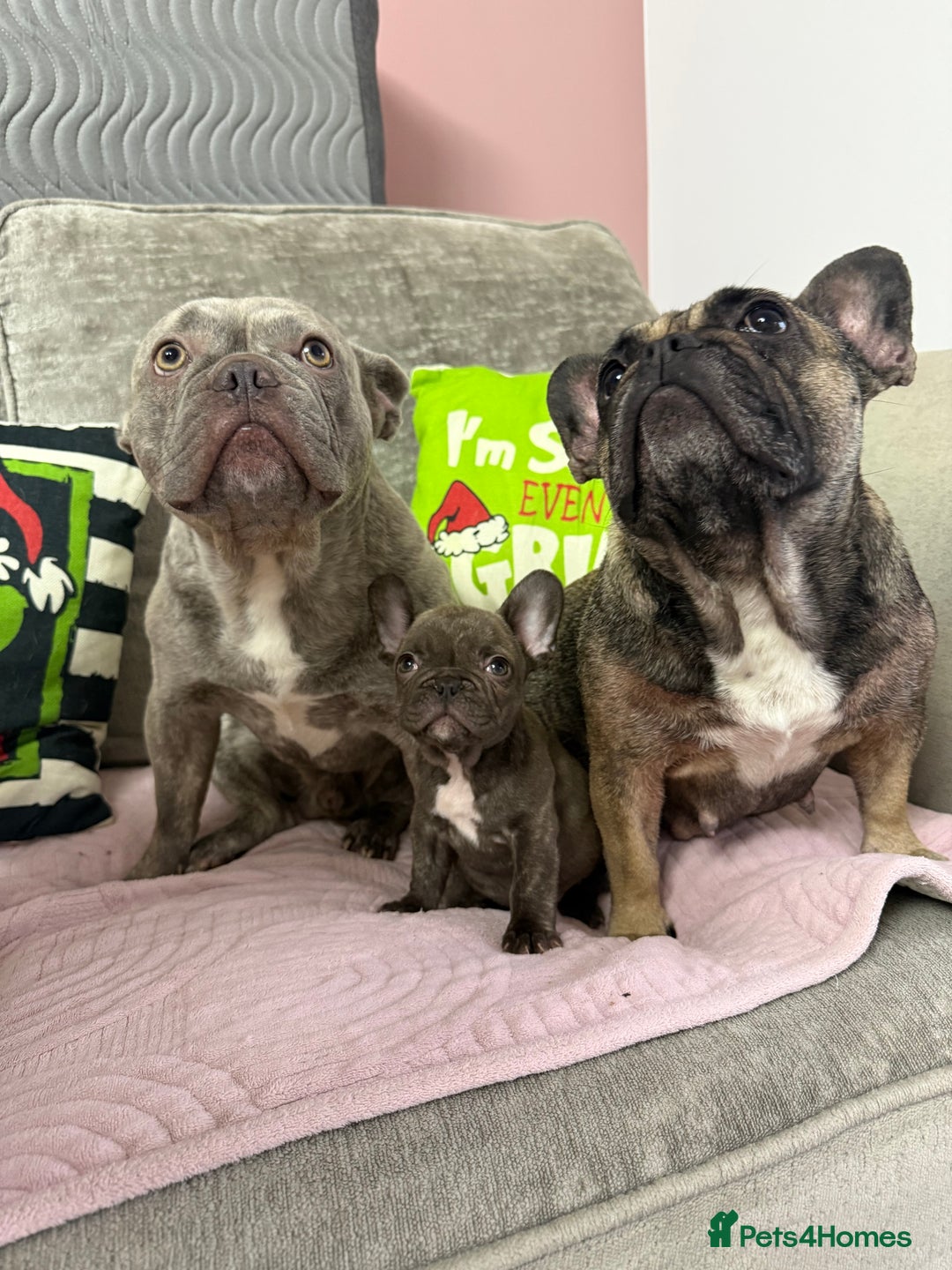 French Bulldog dogs for sale: 🐾 LAST PUPPY AVAILABLE –(Micro-Expected) – £900 - Advert 19