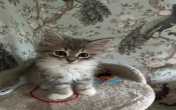 Siberian cats for sale: Siberian GCCF. kittens no hidden cost ready 6 oct  - Image 1