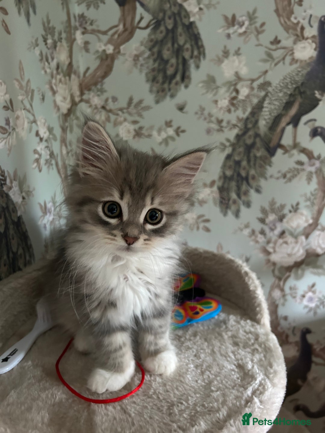 Siberian cats for sale: Siberian GCCF. kittens no hidden cost ready 6 oct  - Image 1