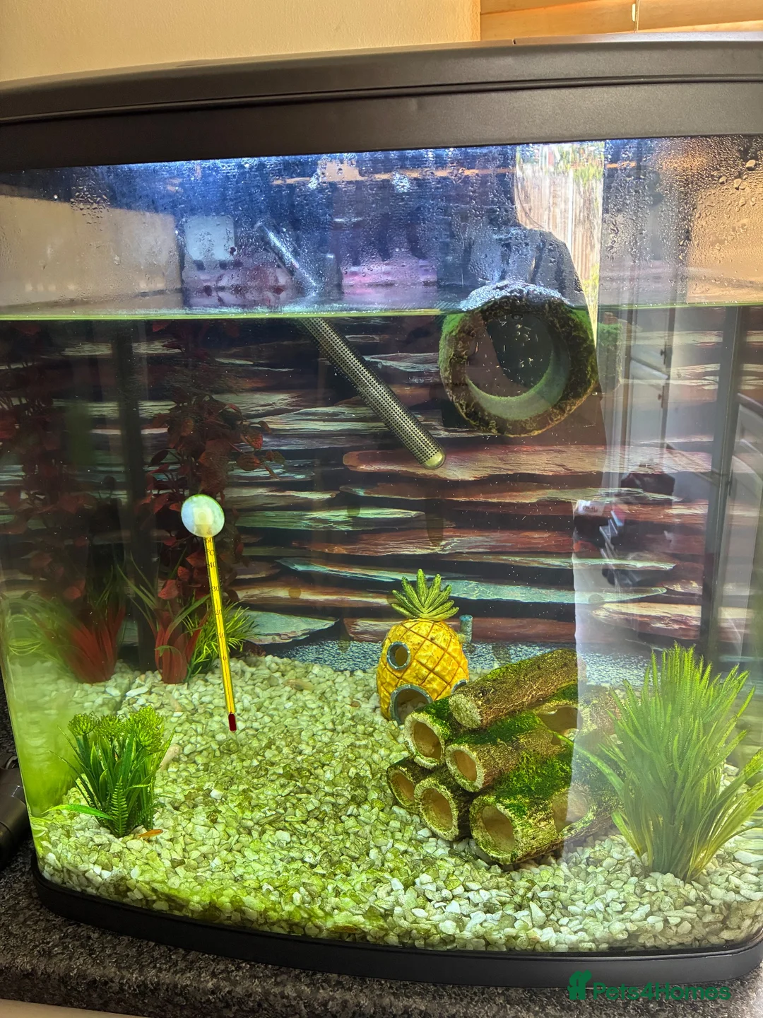 Corys fish for sale: Tropical Fish Tank in Derby - Advert 1
