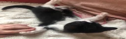 Domestic Shorthair cats for sale: Black and white domestic short hair boy kittens in Buxton - Advert 13
