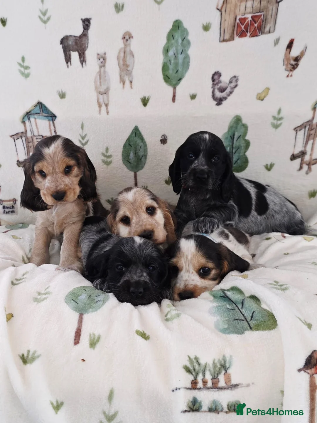 Cocker Spaniel dogs for sale: KC REGISTERED ENGLISH SHOW TYPE COCKER SPANIELS in Waterlooville - Advert 1