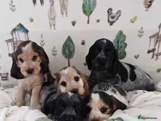 Cocker Spaniel dogs KC REGISTERED ENGLISH SHOW TYPE COCKER SPANIELS - Advert 1