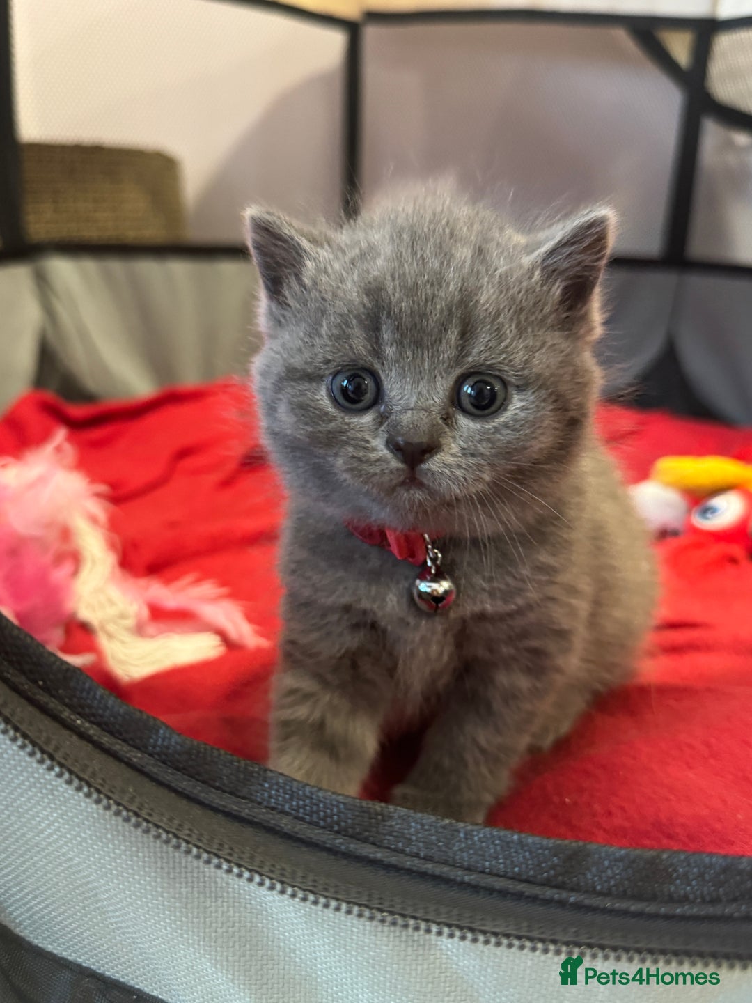 British Shorthair cats for sale: Quality British Shorthair Blue Kittens - Image 5